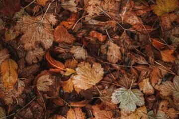 Past tense of falling shown by a thick carpet of fallen autumn leaves covering the ground