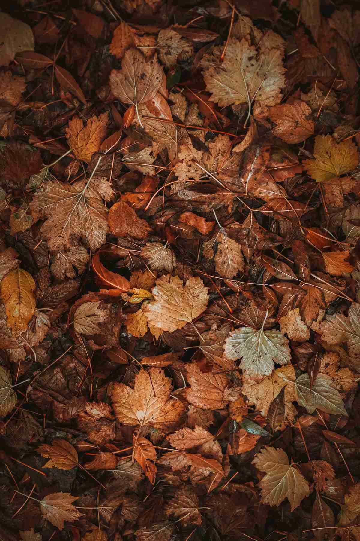 Past tense of falling shown by a thick carpet of fallen autumn leaves covering the ground